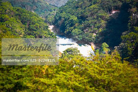 Waterfall in a forest, Waterfalls of the Monkeys, City Valleys, San Luis Potosi, Mexico