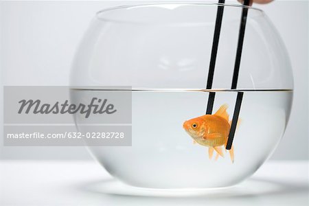 Poisson Rouge En Bocal Captures Par Paire De Baguettes Photographie De Stock Masterfile Premium Libres De Droits Code 632