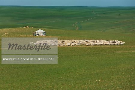 Shepherd with Sheep Passing Yurt, Inner Mongolia, China
