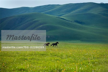 Horses Running in Field, Gurustai Ecological Preserve, Inner Mongolia, China