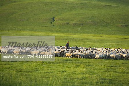 Shepherds With Herd of Goats and Sheep, Gurustai Ecological Preserve, Inner Mongolia, China