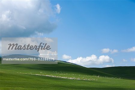 Sheep and Goats Grazing on Grasslands, Inner Mongolia, China