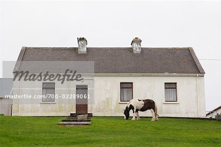 Pferd in Front Yard House, Inishmore, Aran Islands, County Galway, Irland