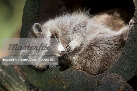 Portrait of Raccoon