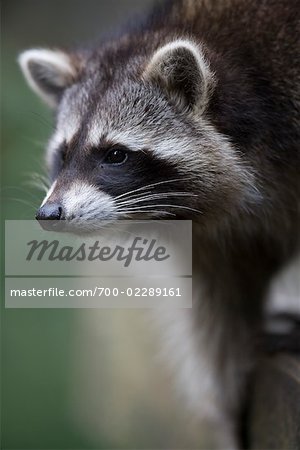 Portrait of Raccoon