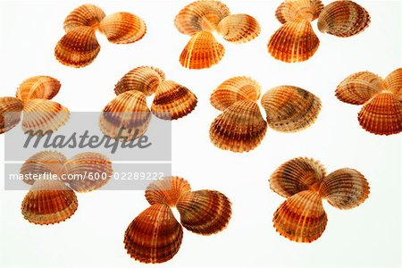 Seashells