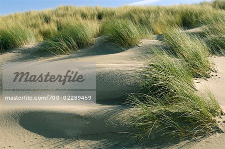 Dune Grass in Wind, Vrouwenpolder, Zeeland, Netherlands