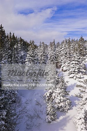 Les forêts enneigées, Gaspasie, Québec, Canada