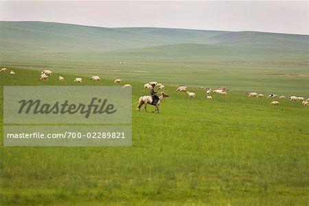 Berger à cheval par troupeau, la Mongolie intérieure, Chine
