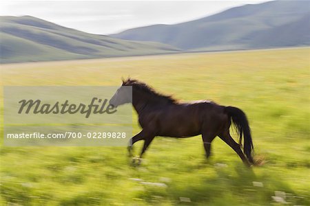 Pferd läuft durch Feld, Innere Mongolei, China