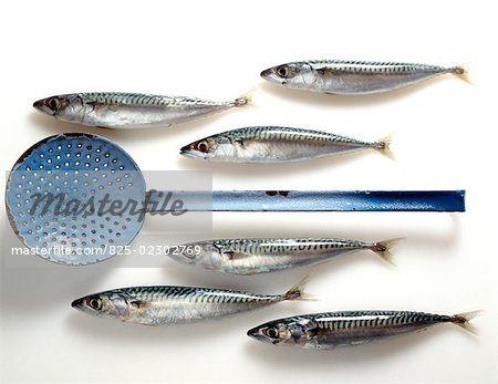 Raw sardines with a skimmer