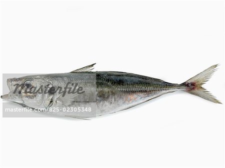 saurel marine fish