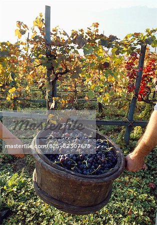 grape picking