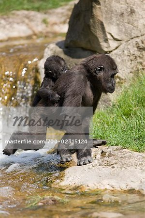 Eastern Lowland Gorilla Carrying Baby on Back