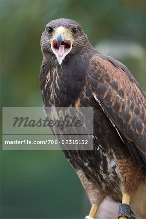 Portrait de Harris Hawk Portrait de Harris Hawk
