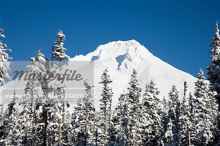 Mount Hood und Bäume mit Schnee bedeckt