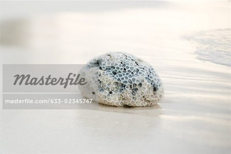 Coral on beach, surf in background