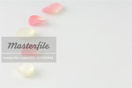 Flower petals in a curving line