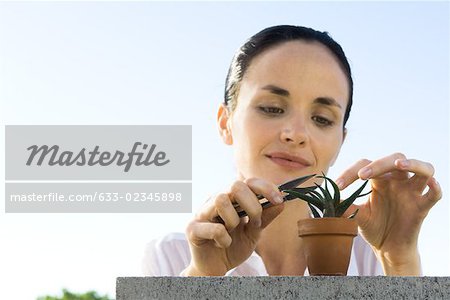 Woman pruning small potted aloe plant