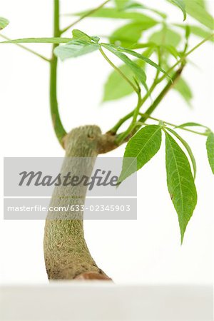 Gros plan de l'arbre de soie de soie en pot