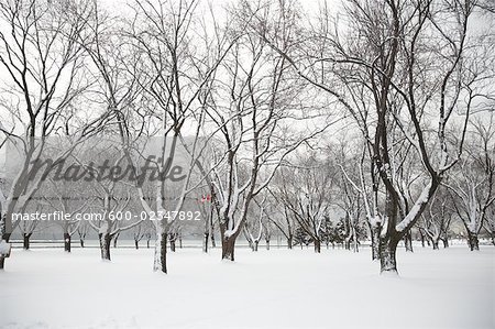 Snow Covered Trees in Park, Toronto, Ontario, Canada