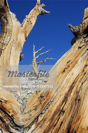 Morts en soie cônes de pins, forêt nationale d'Inyo, White Mountians, Californie, USA