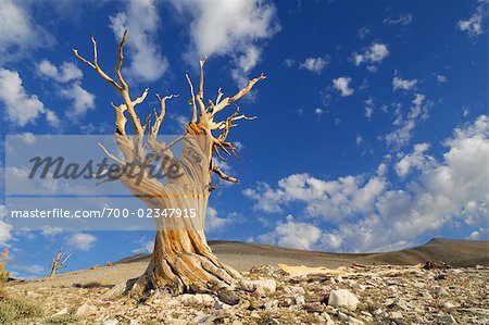 Morts en soie cônes de pins, forêt nationale d'Inyo, White Mountians, Californie, USA