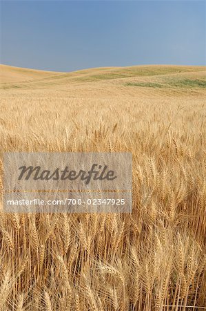 Wheat Field near Colfax, Palouse, Whitman County, Washington State, USA