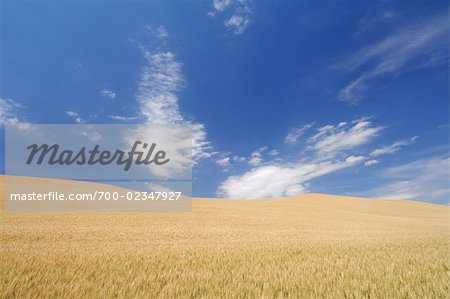 Wheat Field near Colfax, Palouse, Whitman County, Washington State, USA