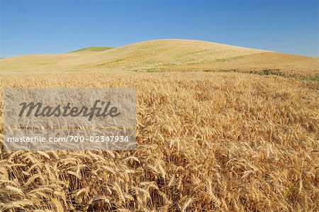 Champ de blé près de Colfax, Palouse, comté de Whitman, Washington State, USA