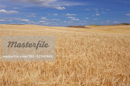 Weizen Feld, Palouse, Whitman County, Bundesstaat Washington, USA
