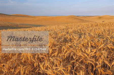 Weizen Feld, Palouse, Whitman County, Bundesstaat Washington, USA