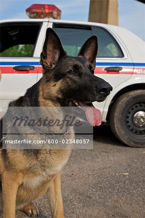 Portrait of Police Dog