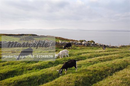 British Alpine Goats on Cleire Goats Farm, Cape Clear Island, County Cork, Ireland