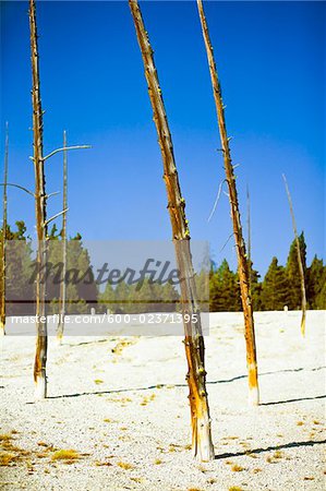 Arbres nus, Parc National de Yellowstone, Wyoming, USa