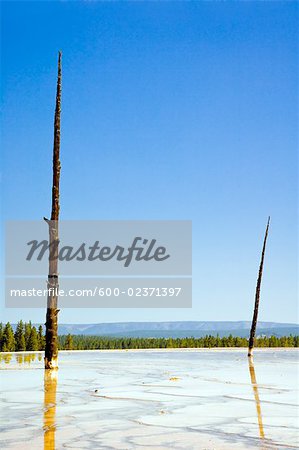 Nackte Bäume in heißer Frühling, Yellowstone Nationalpark, Wyoming, USA