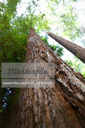 Looking Up at Coast Redwood Trees Santa Cruz, California, USA