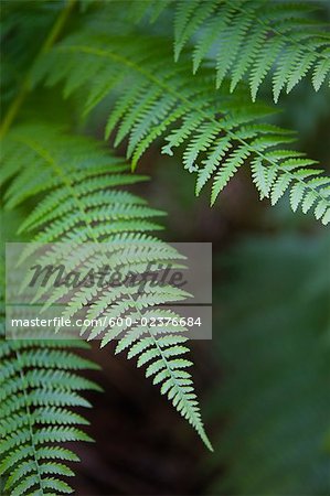 Close-up of Fern