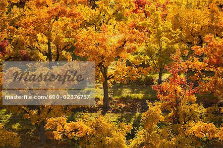 Automne arbres, Naramata, Okanagan, Colombie-Britannique, Canada