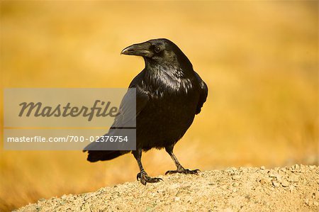 Portrait de Raven Portrait de Raven