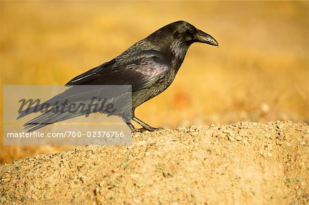 Portrait of Raven