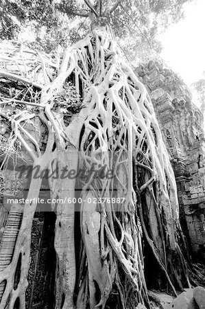 Overgrown Tree Roots, Angkor Wat, Siem Reap, Cambodia
