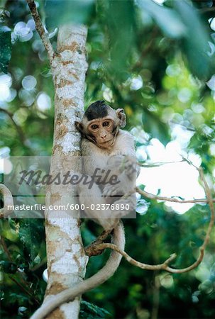 Singe dans l'arborescence, Angkor Wat, Cambodge