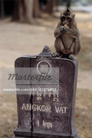 Singe sur signe, Angkor Wat, Cambodge