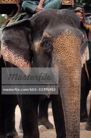 Elephant, Angkor Wat, Cambodia