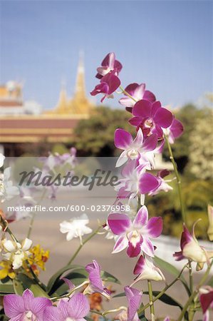 Fleurs avec le Palais Royal de Phnom Penh, Cambodge