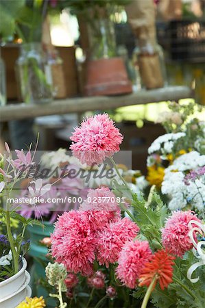 Couper les fleurs pour les vendre au marché de l'agriculteur biologique