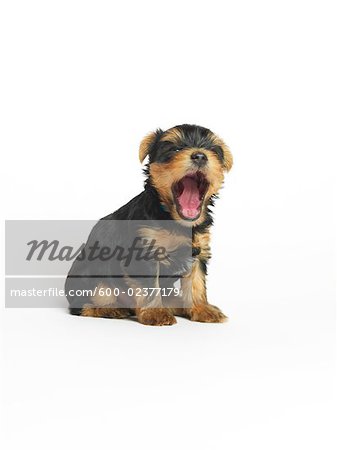 Portrait d'Yorkshire Terrier Puppy