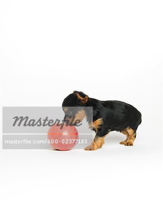 Yorkshire Terrier Puppy with Apple