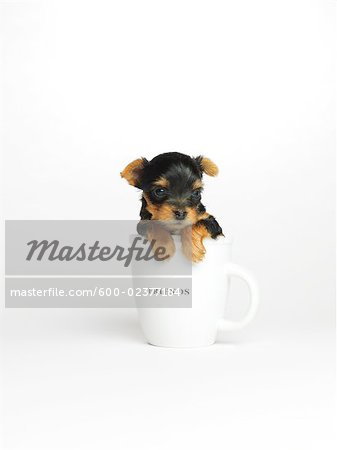 Chiot Yorkshire Terrier dans la tasse